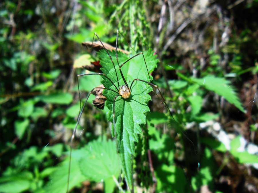 Opilio canestrinii (Phalangiidae) -  Treppio di Sambuca Pistoiese (PT)